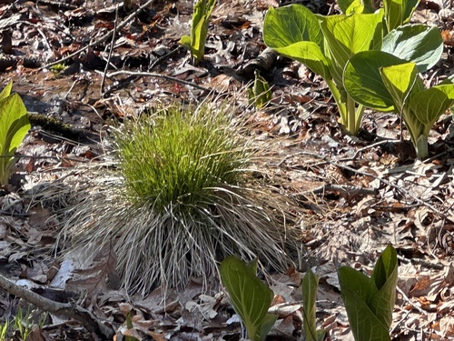 brome-like sedge (Carex bromoides)