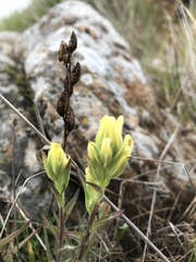 Castilleja affinis neglecta