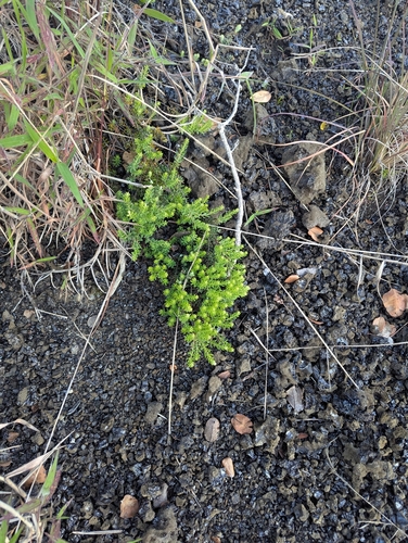 'Aiakanene (Coprosma ernodeoides)