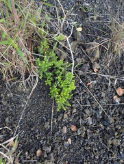 Coprosma ernodeoides, photograph (c) David Anderson, some rights reserved (CC BY)