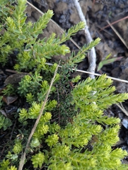 Coprosma ernodeoides, photograph (c) David Anderson, some rights reserved (CC BY)