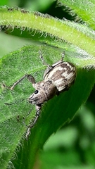 Parapantomorus fluctuosus