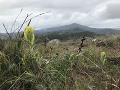 Castilleja affinis neglecta