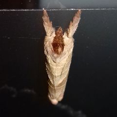 Clostera anastomosis