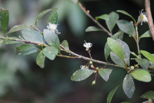 Calyptranthes uniflora