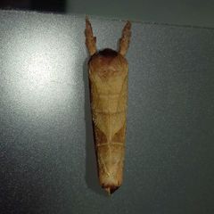 Clostera anastomosis