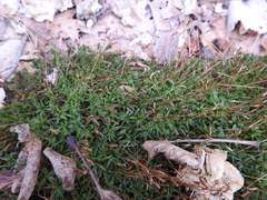 Atrichum altecristatum
