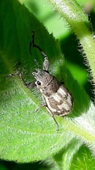 Parapantomorus fluctuosus