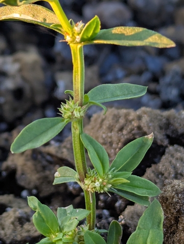 Spermacoce prostrata observed 2026-04-01