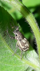 Parapantomorus fluctuosus