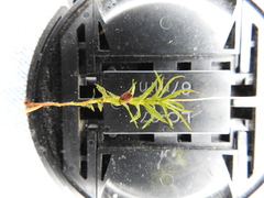 Atrichum altecristatum