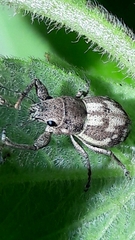 Parapantomorus fluctuosus