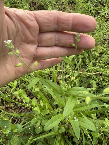 large-seeded forget-me-not (Myosotis macrosperma)