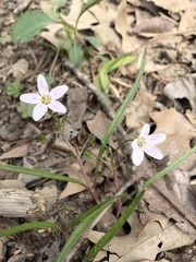 Claytonia virginica