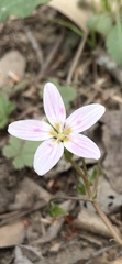 Claytonia virginica