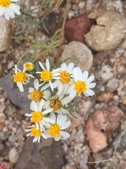 Thymophylla concinna