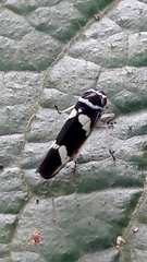 Macugonalia leucomelas