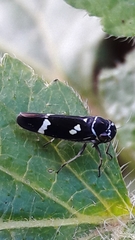 Macugonalia leucomelas