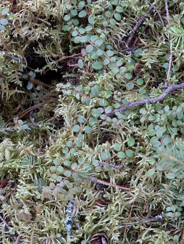 creeping snowberry (Gaultheria hispidula)