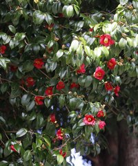 Camellia japonica