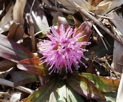 Heloniopsis orientalis