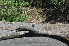 Egretta rufescens image