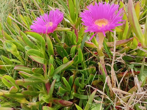 Sally-my-handsome (Carpobrotus acinaciformis)
