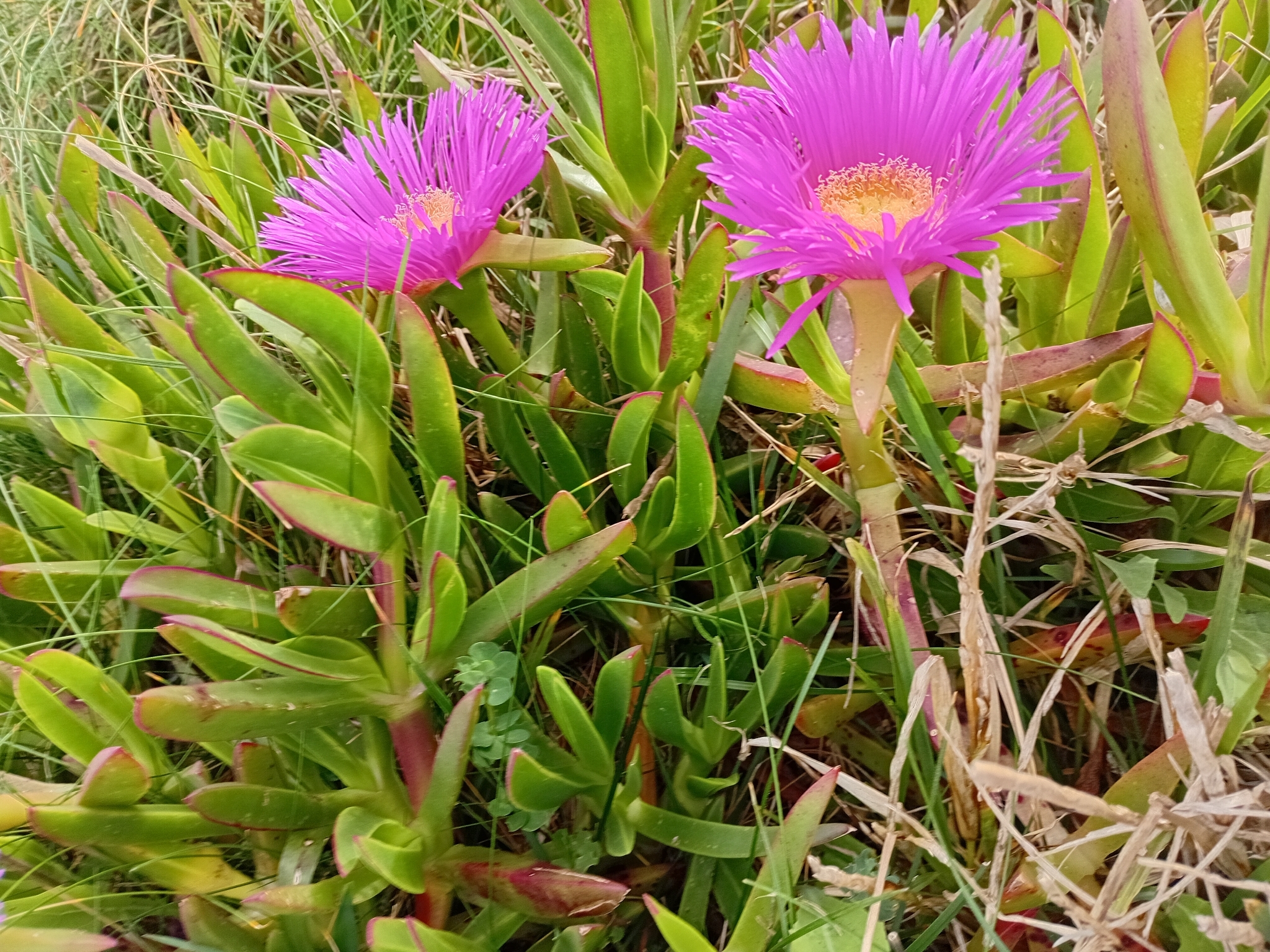 Sally-My-Handsome (Carpobrotus acinaciformis)
