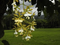 Epidendrum stamfordianum