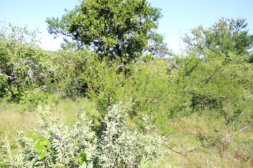 Swazi Acacia (Vachellia swazica)