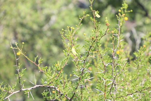 Image of Vachellia swazica by (c) Tony Rebelo, some rights reserved (CC BY-SA)