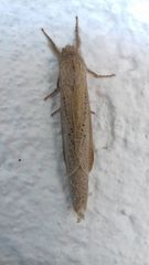 Phragmataecia castaneae