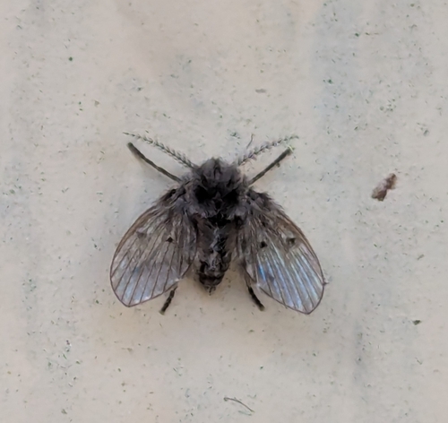 Clogmia albipunctatus observed 2026-04-01
