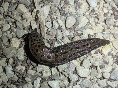 Limax maximus