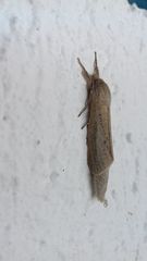 Phragmataecia castaneae