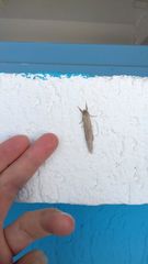 Phragmataecia castaneae