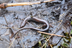 Plethodon electromorphus