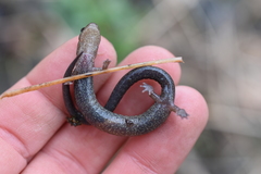 Plethodon electromorphus