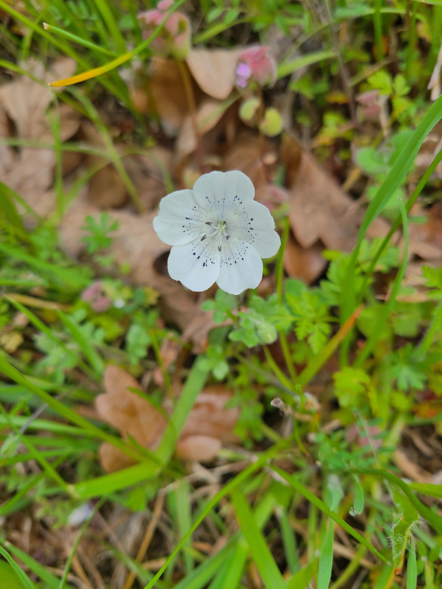Baby Blue Eyes (Nemophila menziesii)