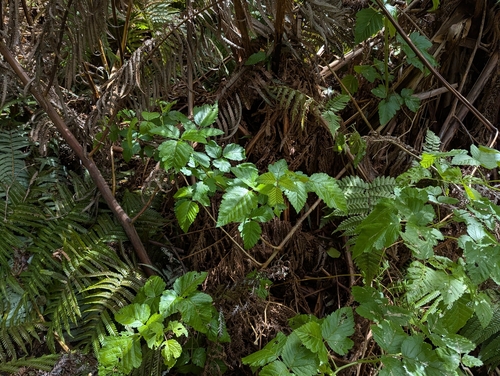 Rubus hawaiensis, photograph 5