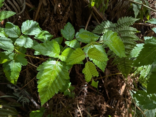 Rubus hawaiensis, photograph 6