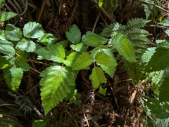 Rubus hawaiensis, photograph (c) David Anderson, some rights reserved (CC BY)