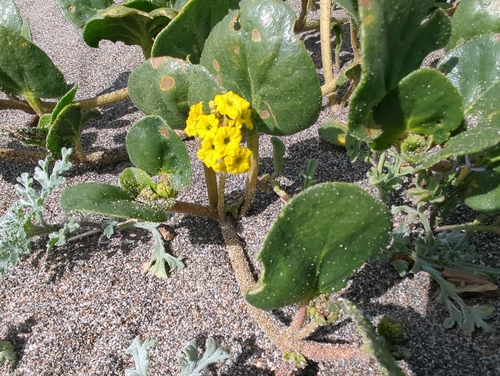 Yellow Sand Verbena (Abronia latifolia)