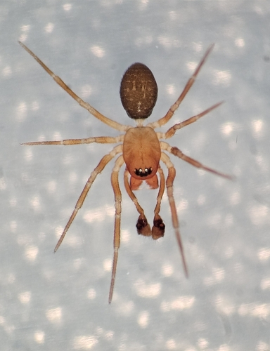 Autumn Money Spider photo 5