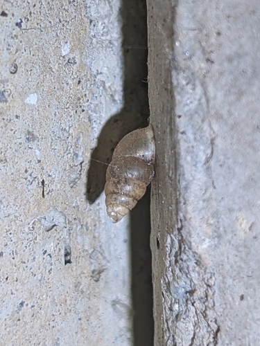 Merdigera obscura