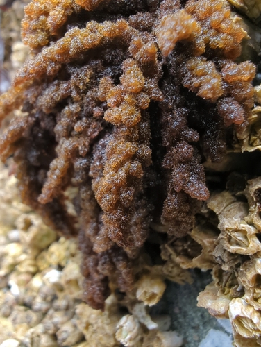 beauty bush alga (Callithamnion pikeanum)