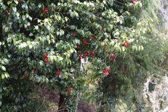 Camellia japonica