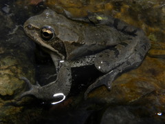Rana macrocnemis