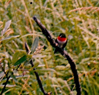 Ruby-throated Hummingbird photographed in Alaska