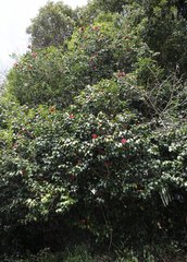Camellia japonica